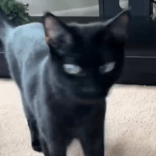 untitled.gif