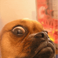 untitled.gif