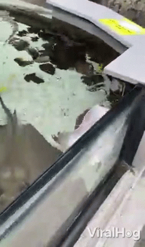 untitled.gif
