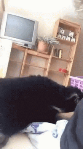 untitled.gif