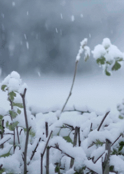 untitled.gif
