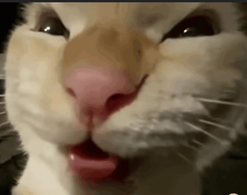 untitled.gif