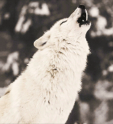 untitled.gif