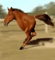 untitled.gif