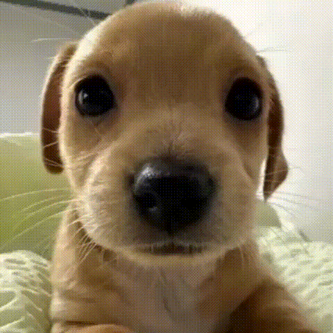 gif1