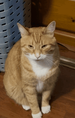 untitled.gif