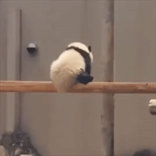 untitled.gif