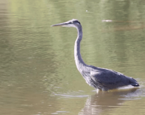 untitled.gif