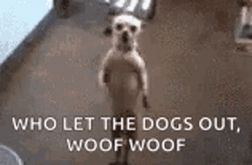 Who let the dogs out woof woof