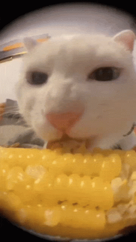 corn