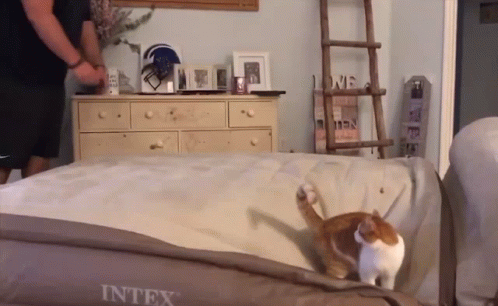 untitled.gif