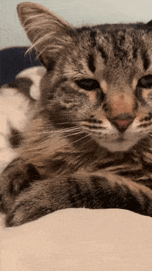 untitled.gif