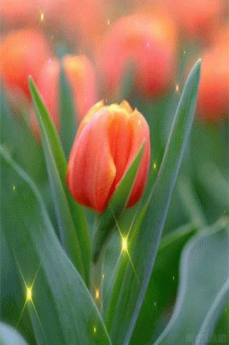 untitled.gif