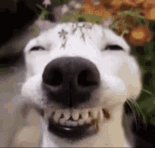 untitled.gif