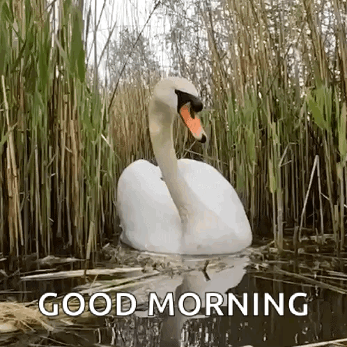 untitled.gif