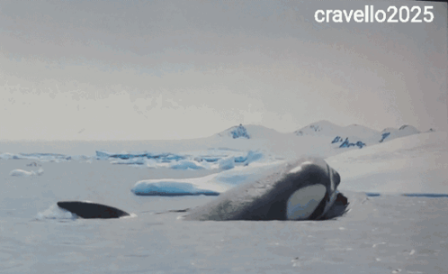 untitled.gif