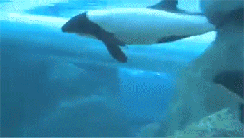 untitled.gif