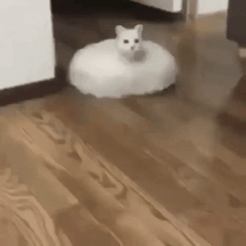 untitled.gif