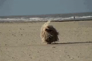 untitled.gif