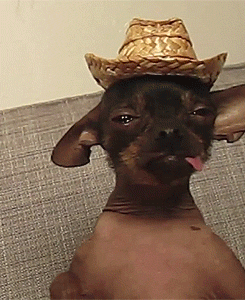 untitled.gif