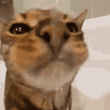 untitled.gif