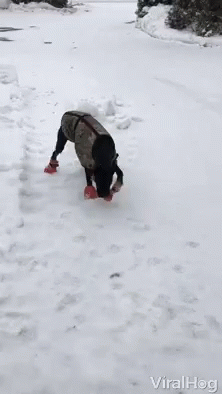 untitled.gif