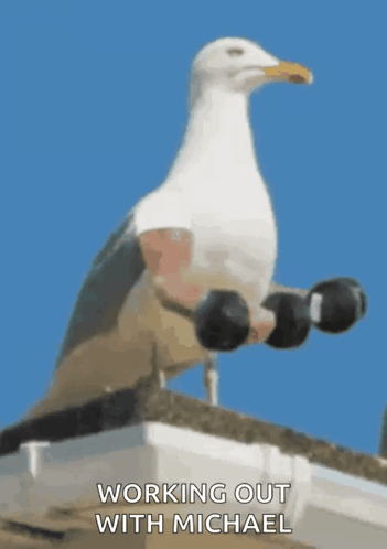 untitled.gif