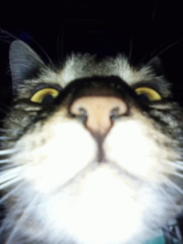 untitled.gif