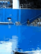 https://media.tenor.com/iQHqor_wy7QAAAAC/orca-killer-whale.gif