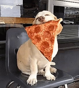 Pizza Doggo