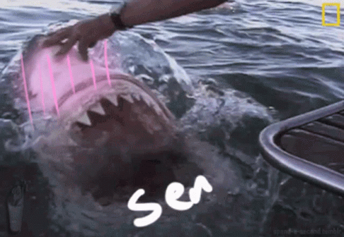 untitled.gif