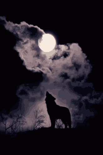 untitled.gif