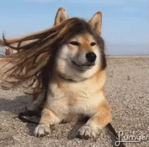 untitled.gif