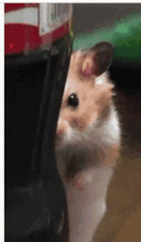 untitled.gif