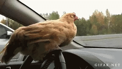 untitled.gif
