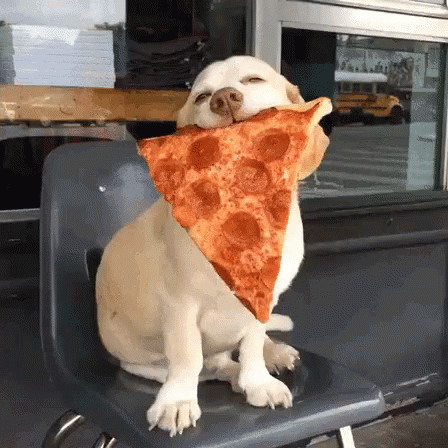 pizza-dog.gif