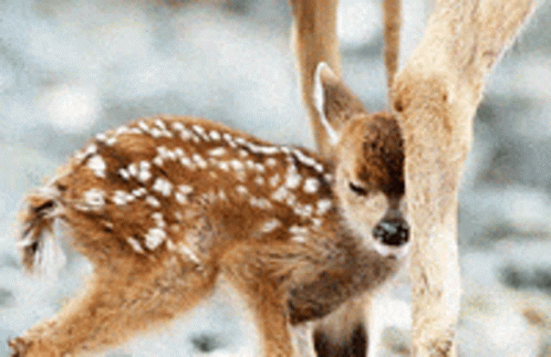 untitled.gif