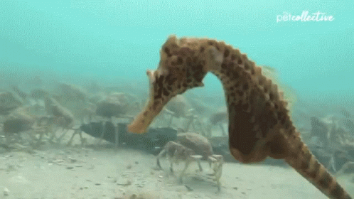 untitled.gif
