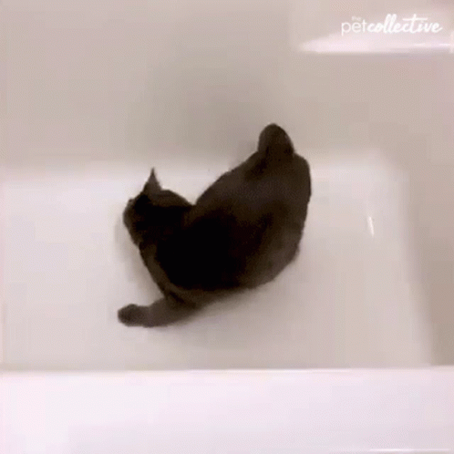 untitled.gif