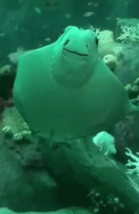 untitled.gif