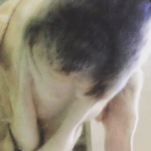 untitled.gif