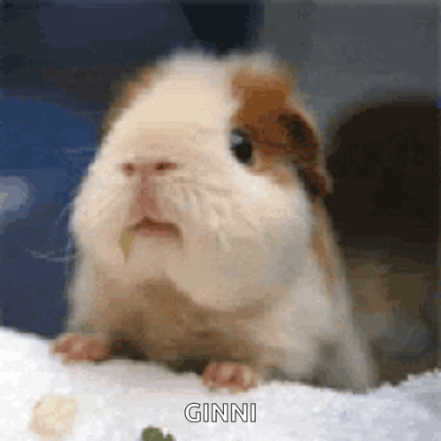 untitled.gif