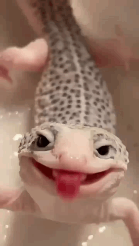 untitled.gif