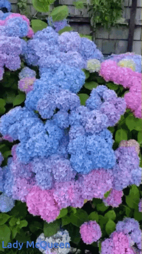 untitled.gif
