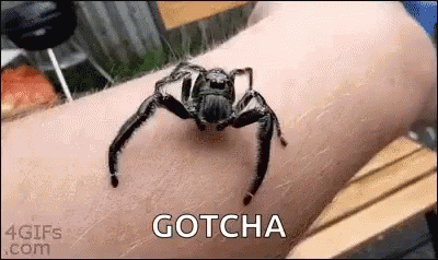 untitled.gif
