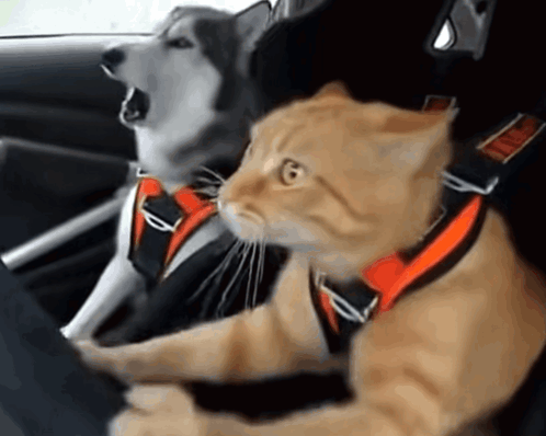 untitled.gif