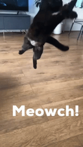 untitled.gif