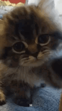 untitled.gif