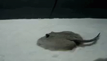 untitled.gif