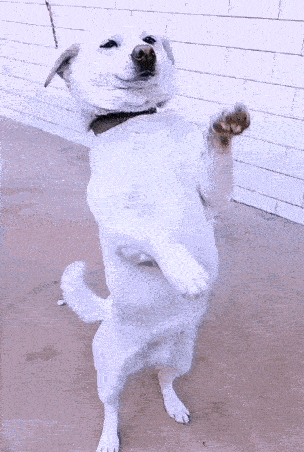 untitled.gif